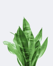 Leaf Paint Canvas Picture